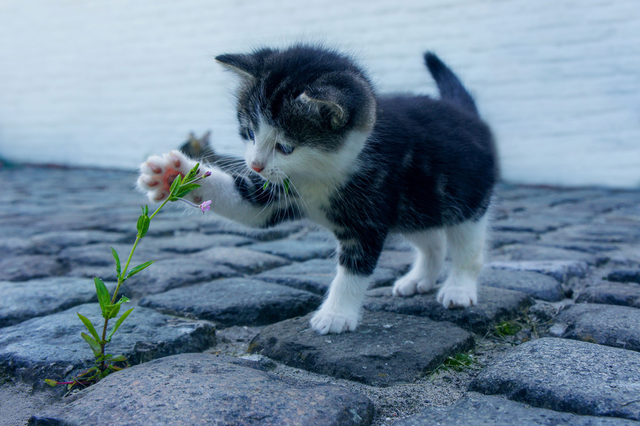 Kitten Touching a Flower