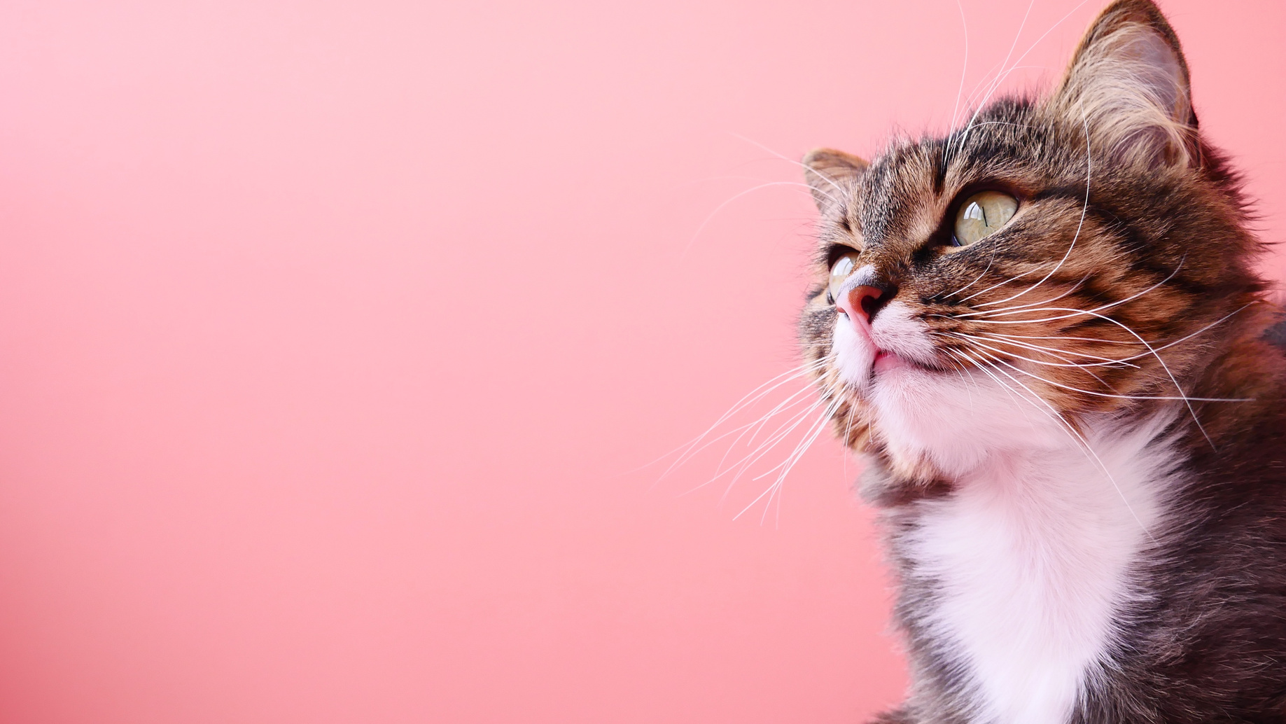 Cat Against Pink Background